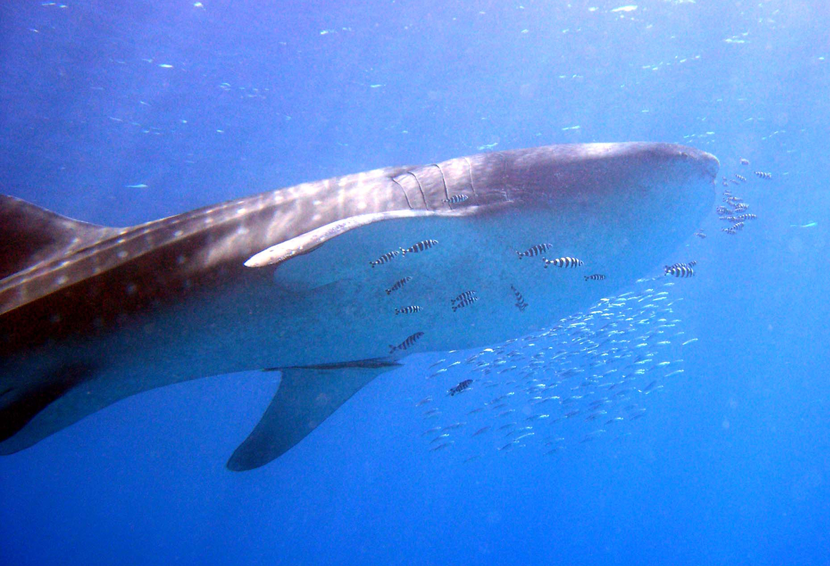 Whale Shark © Axel Heimken / Greenpeace