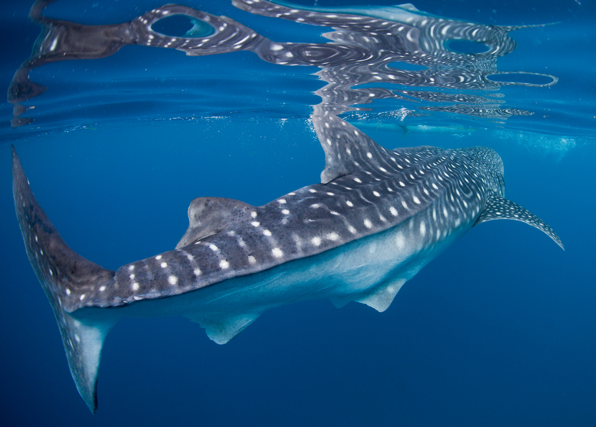 Whale Shark © Paul Hilton / Greenpeace