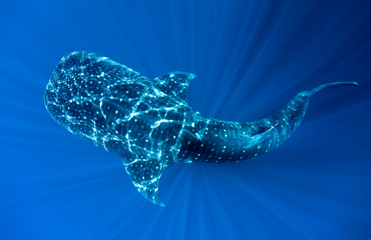 Whale Shark in Cenderawasih Bay © Paul Hilton / Greenpeace