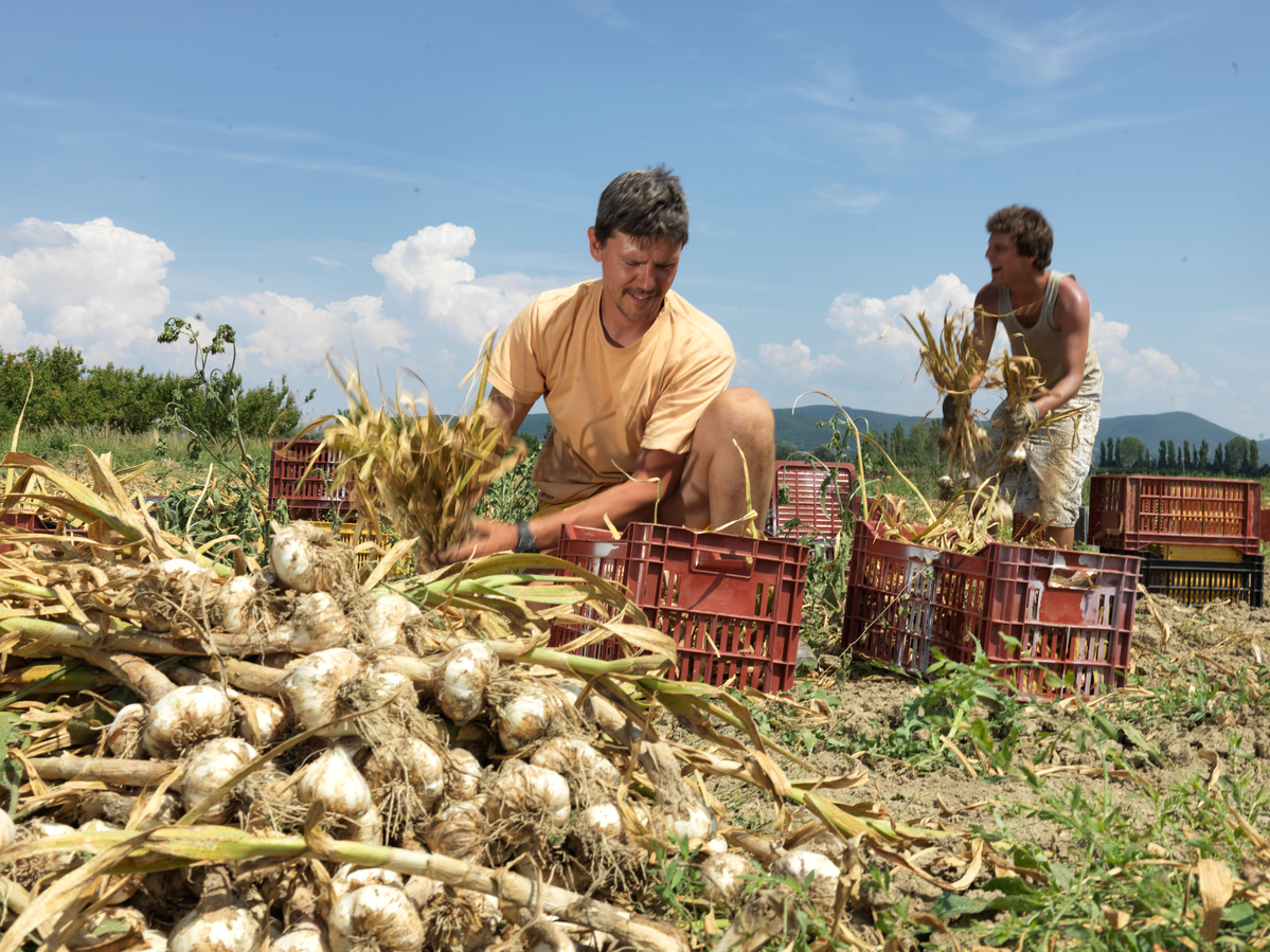 Ecological Fruit Farms in Valence © Peter Caton / Greenpeace