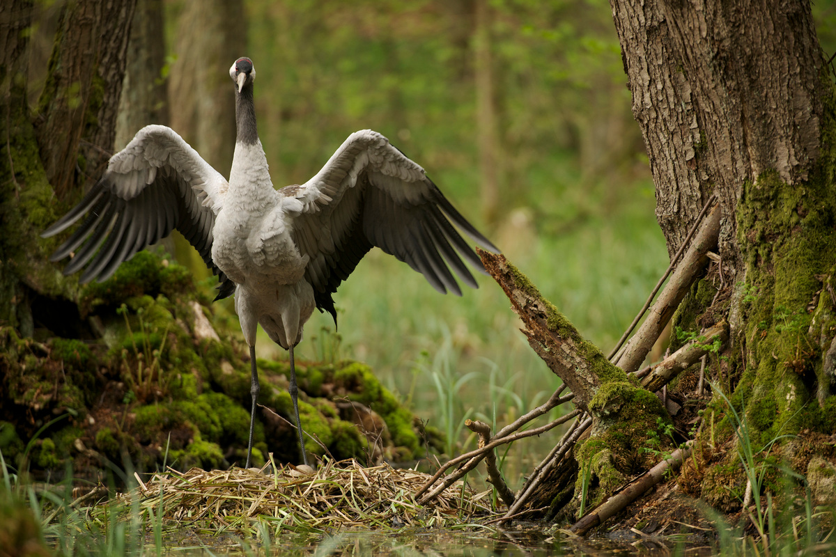Crane with Nest in Germany © Markus Mauthe / Greenpeace