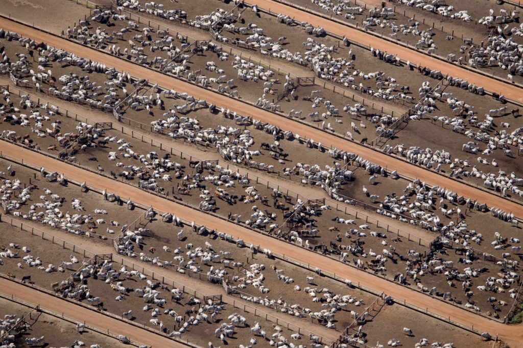 Cattle Farm in the Amazon © Greenpeace / Daniel Beltrá
