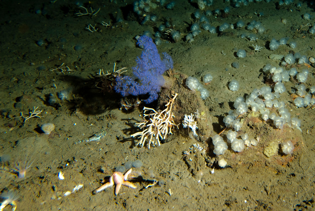 Arctic Ocean Seabed © Gavin Newman