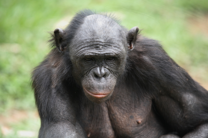 Bonobo in a Kinshasa rehabilitation centre © Greenpeace / Kate Davison