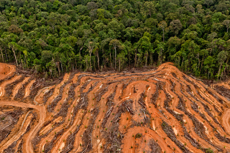 P&G palm oil supplier concession in Kalimantan, Indonesia © Ulet Ifansasti / Greenpeace