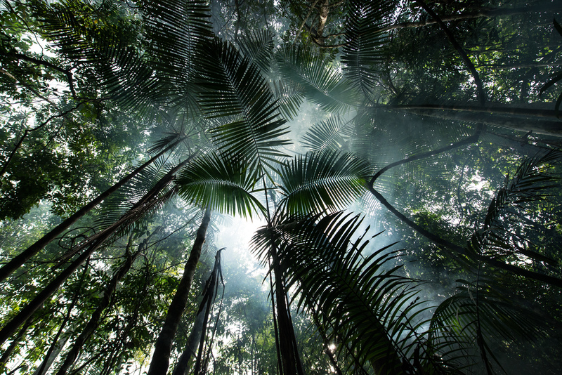 Forest near Tapajós River in the Amazon Rainforest, Brazil © Valdemir Cunha / Greenpeace