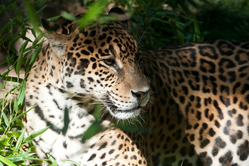 Jaguar in Calilegua National Park, Argentina © Martin Katz / Greenpeace