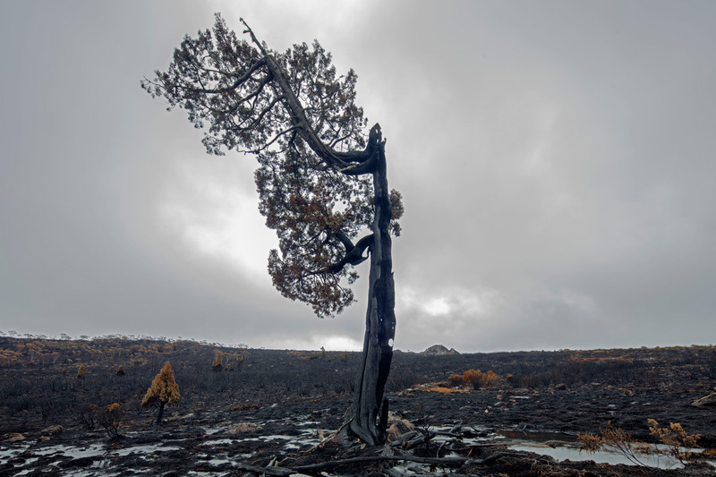Tasmanian bushfires leave devastation behind © Rob Blakers / Greenpeace