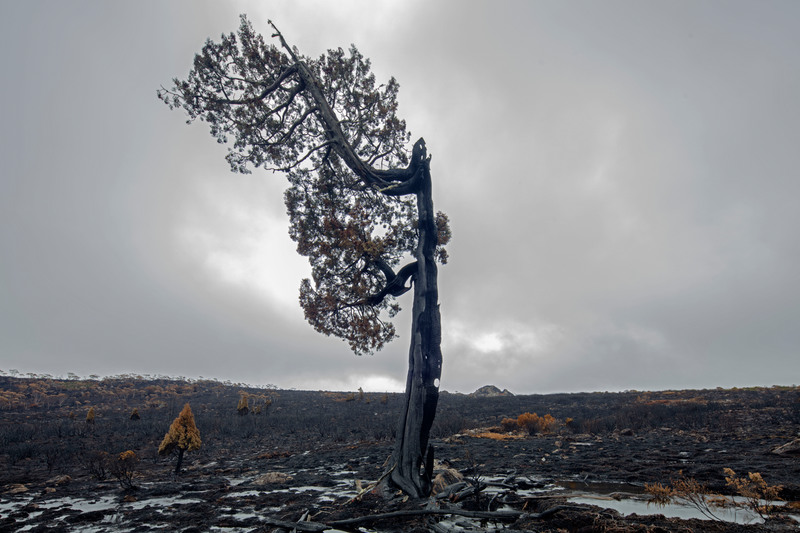 Tasmanian bushfires leave devastation behind  © Rob Blakers / Greenpeace © Rob Blakers / Greenpeace