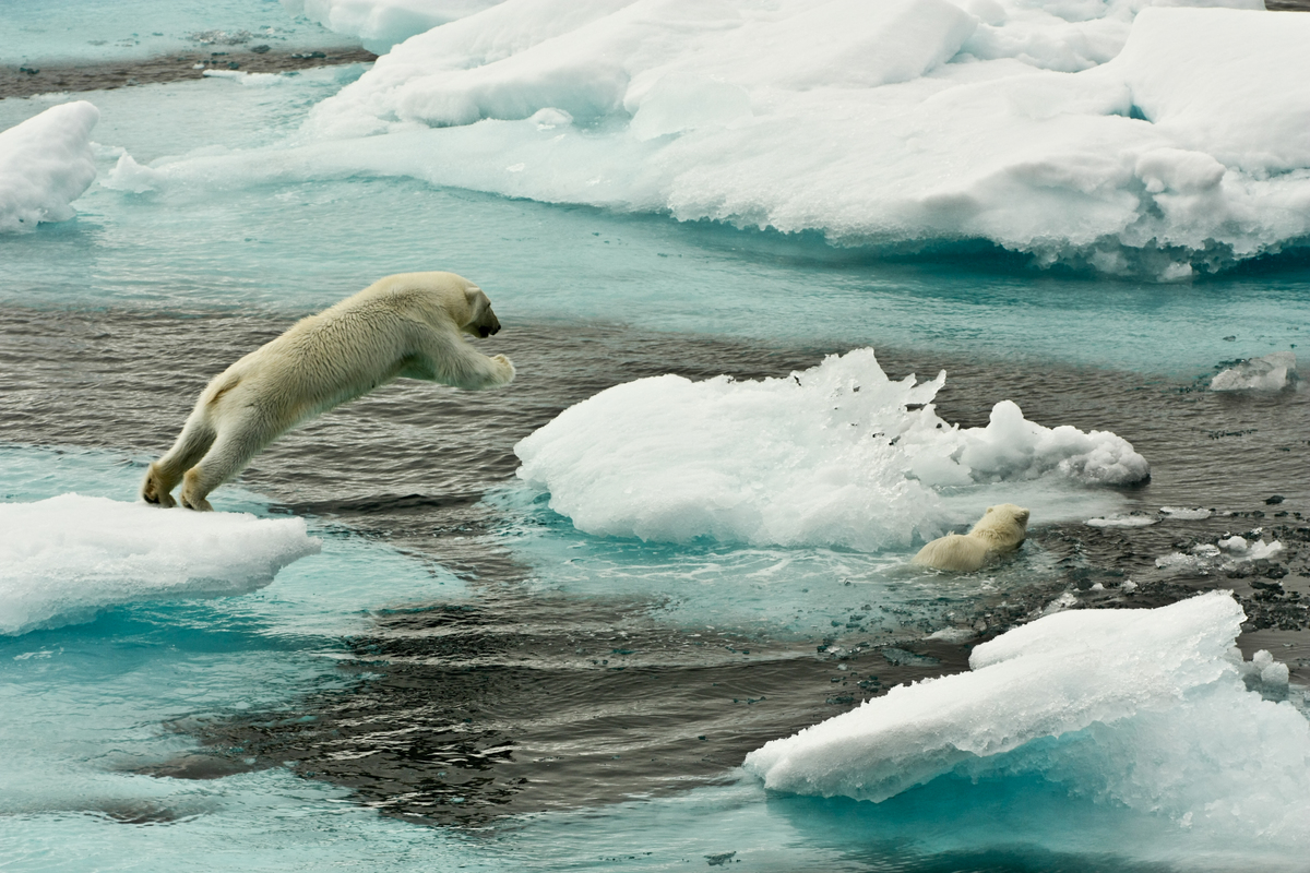 Polar Bears on Sea Ice © Larissa Beumer / Greenpeace