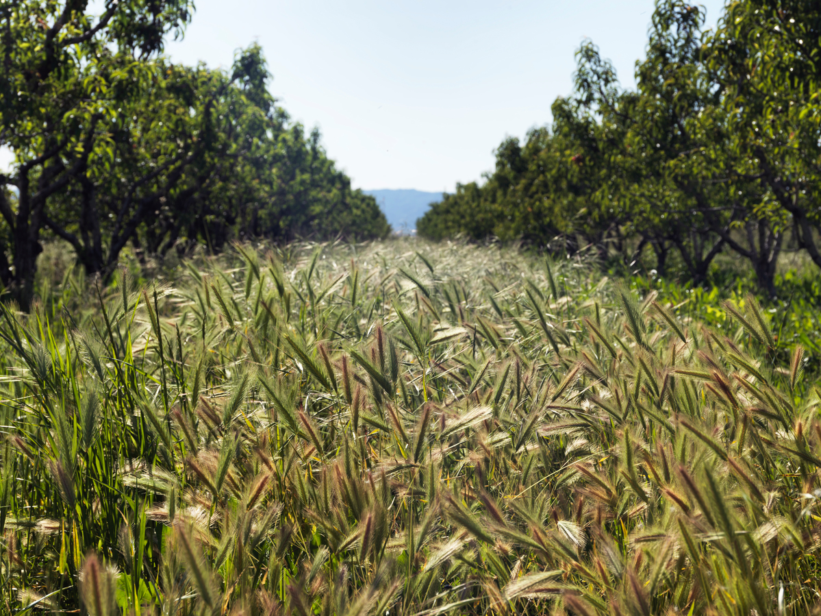 Eatwell Ecological Farm in California © Peter Caton / Greenpeace