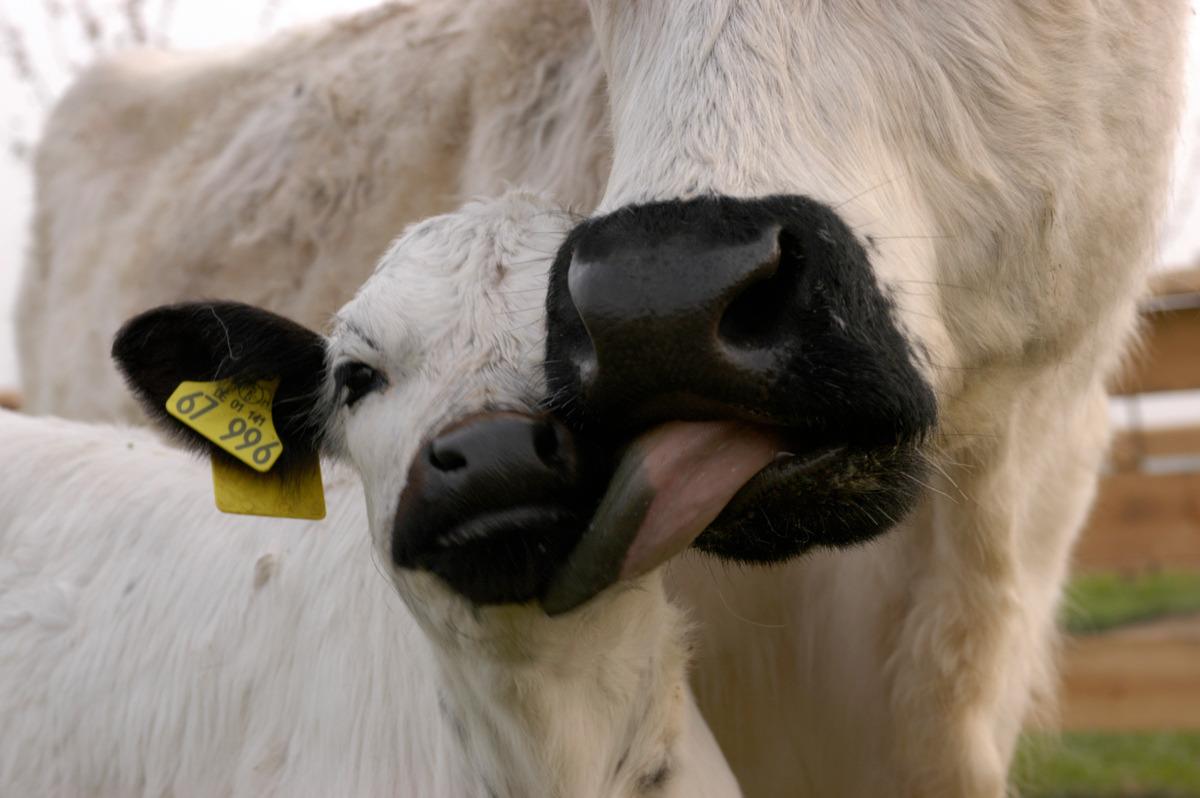 Cattle in Animal Park Arche Warder in Germany