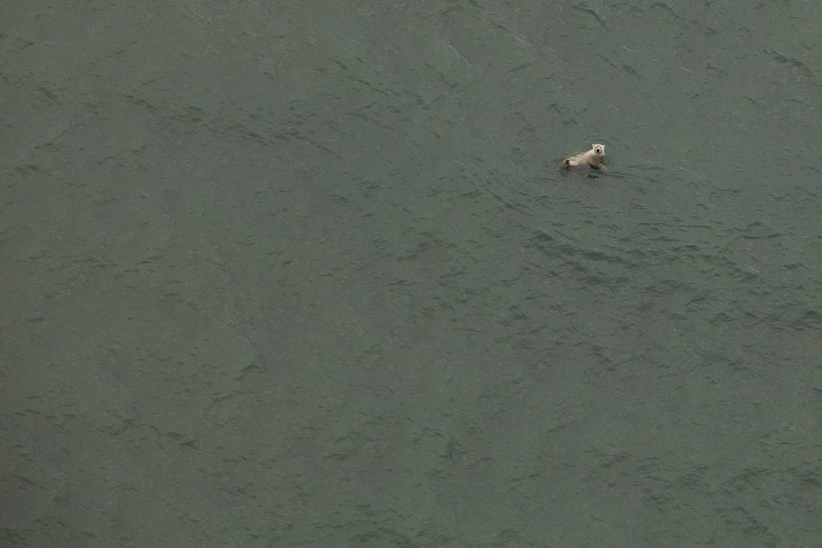 Stranded Polar Bears in Alaska © Rose Sjölander / 70°