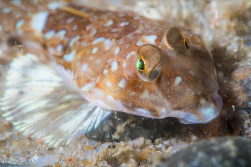3 big reasons why we need ocean sanctuaries now