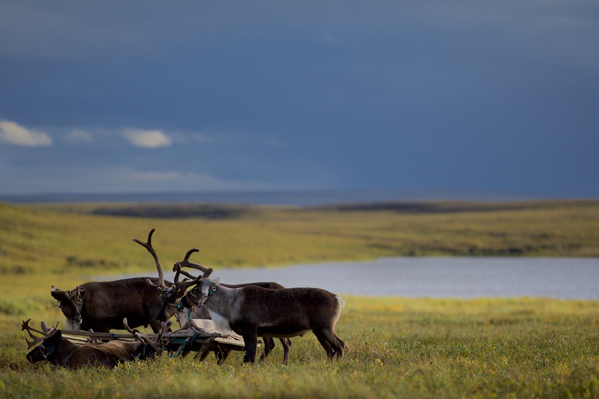  Reindeer in the Yamal Peninsula. © Stephen Nugent / Greenpeace