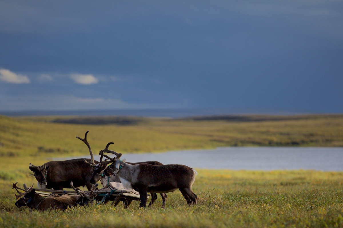 Reindeer in the Yamal Peninsula. © Stephen Nugent / Greenpeace