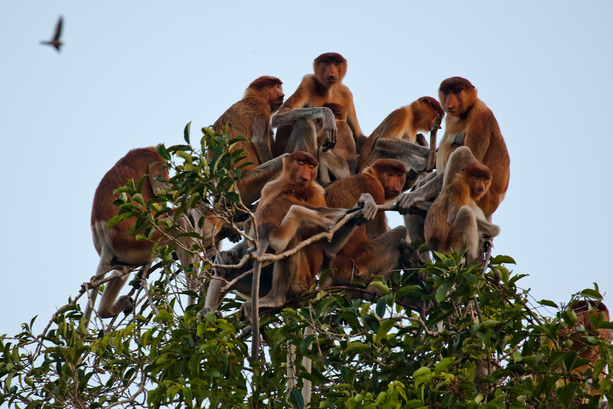 Nasalis Larvatus in Central Kalimantan © Ulet Ifansasti / Greenpeace