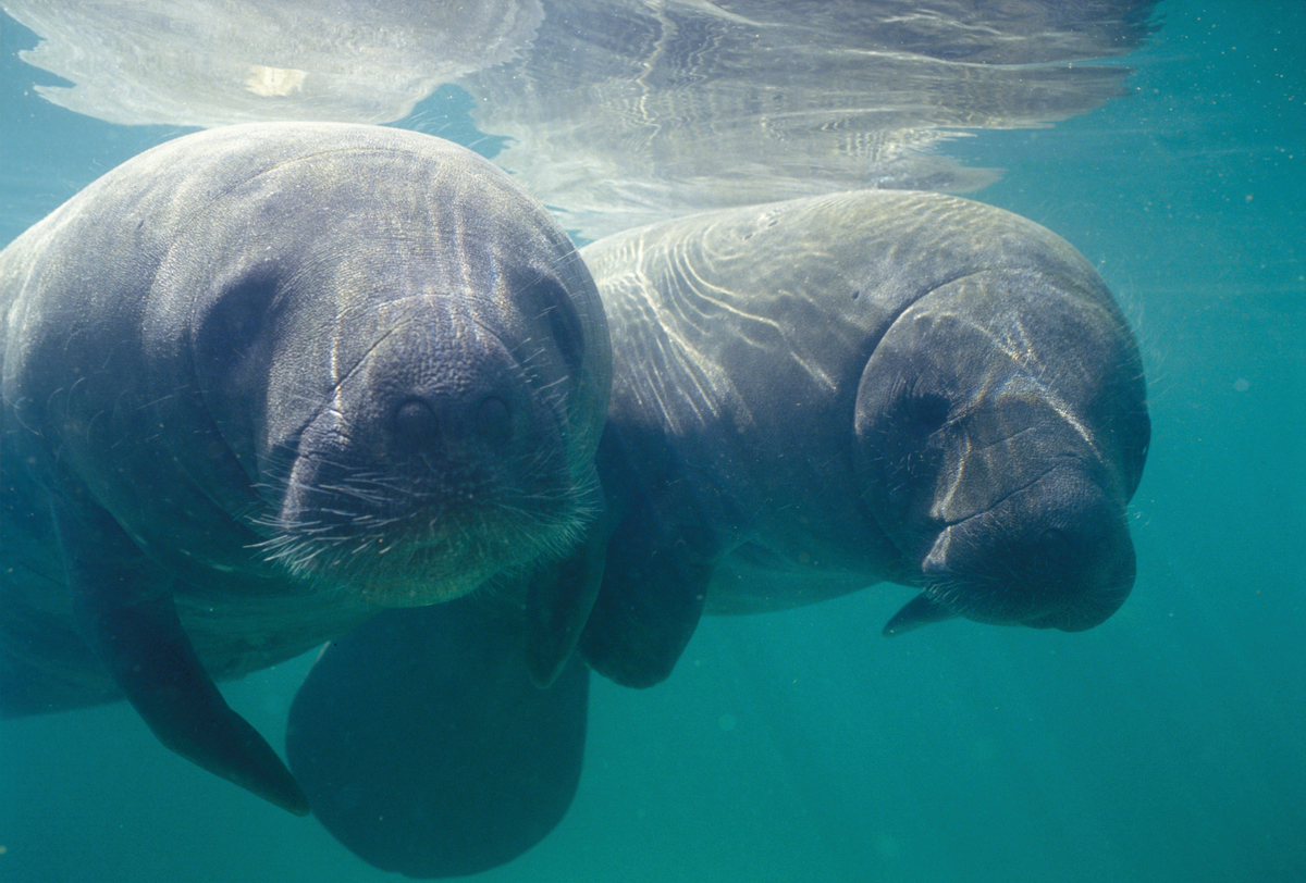 American Manatee (Trichechus Manatu) in the Amazon © Zig Koch / Natureza Brasileira