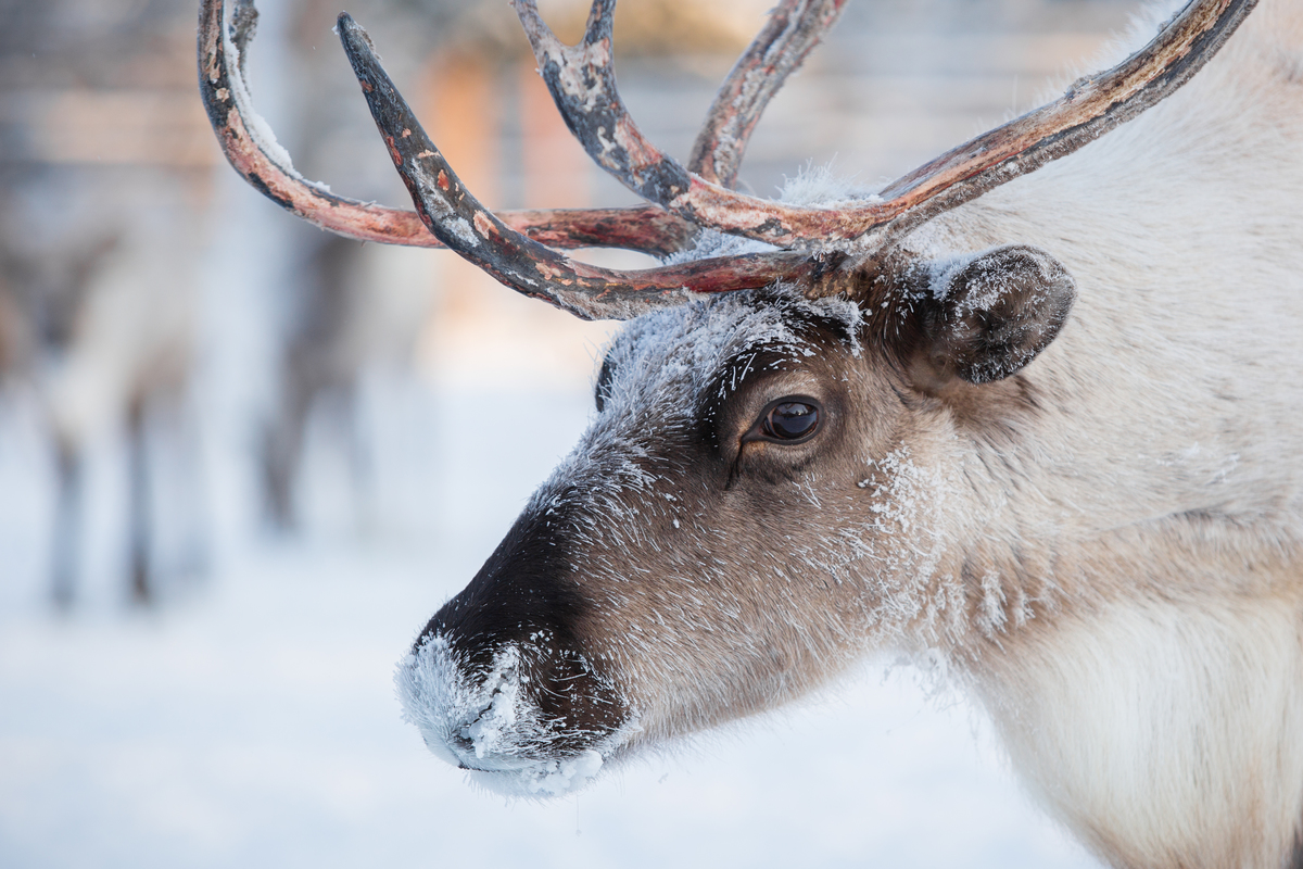 Reindeer of the Sopochin Family in Russia © Alexey Andronov / Greenpeace