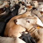 Livestock Farm in Brazil.  © Ricardo Funari / Lineair / Greenpeace