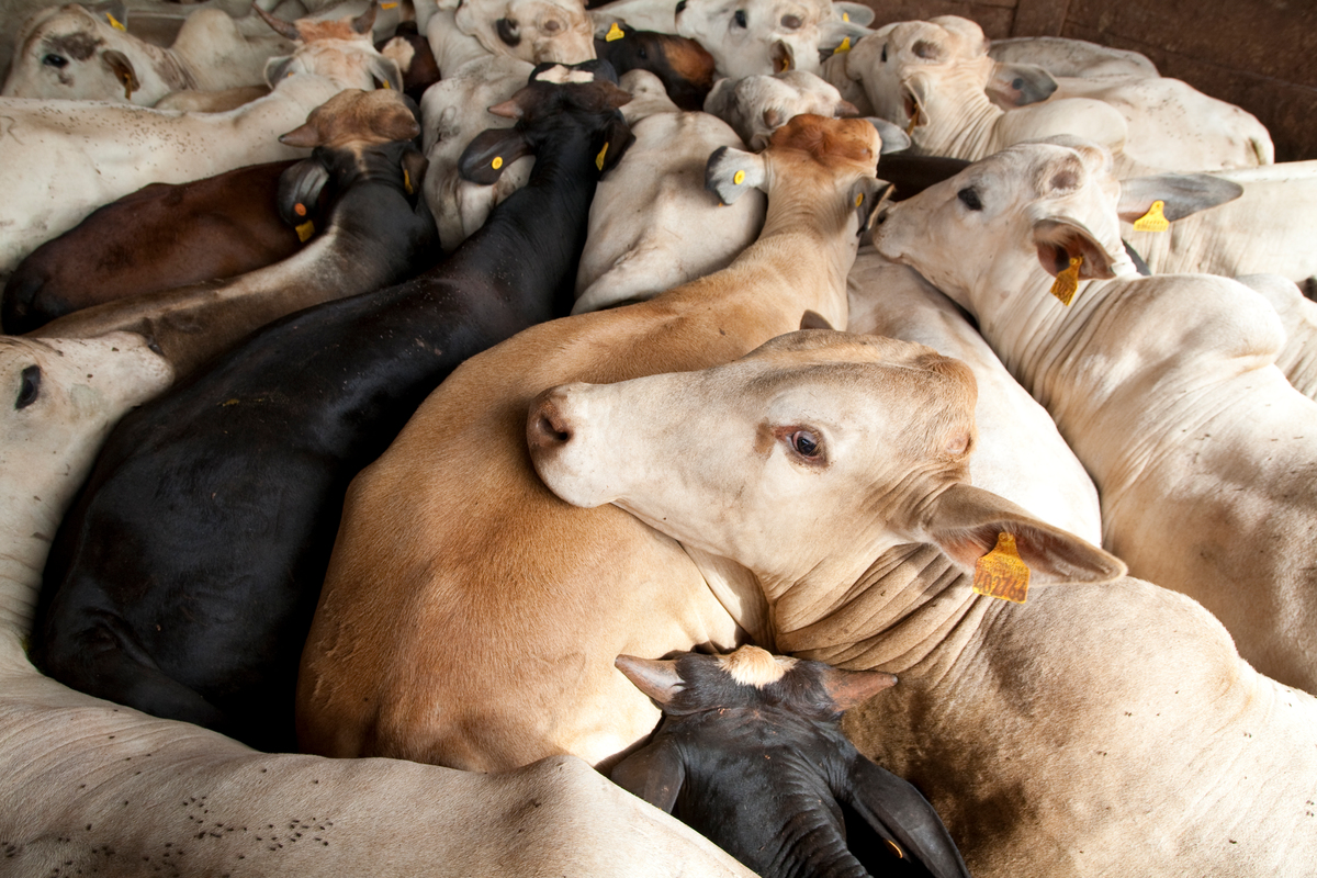 Livestock Farm in Brazil.  © Ricardo Funari / Lineair / Greenpeace