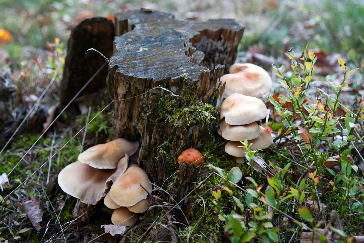 Fungi on Tree Stump in Kellerwald Forest © Michael Loewa / Greenpeace