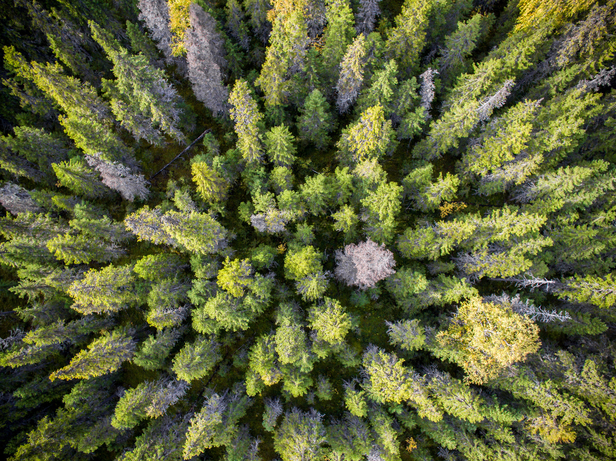 Virgin Forest Area in Arkhangelsk Region in Russia © Greenpeace
