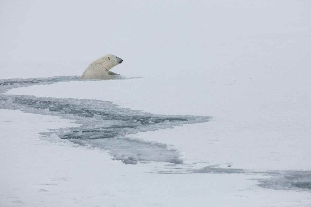 Polar Bear Swimming in Svalbard © Nick Cobbing / Greenpeace