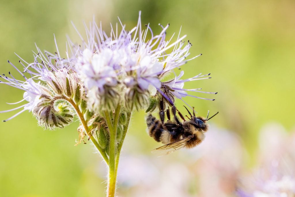 Bumblebee on Phacelia Flowers in Germany © Axel Kirchhof / Greenpeace