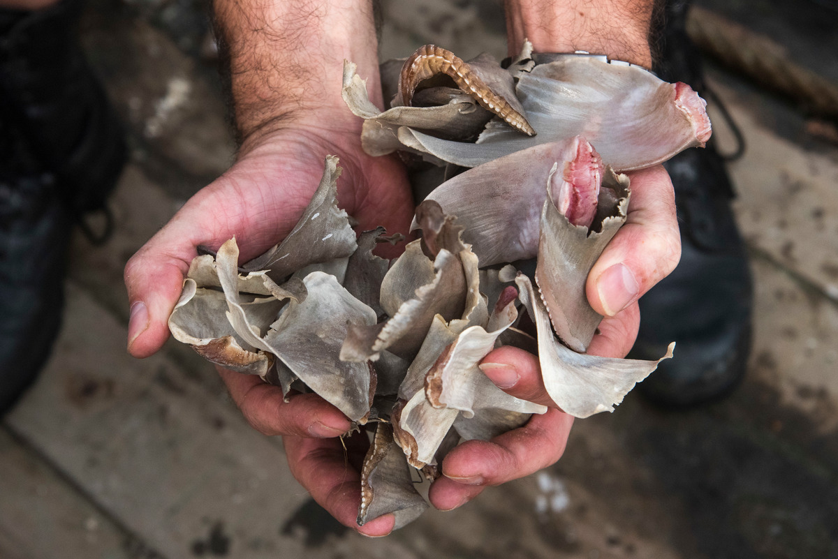 Inspection of Italian Fishing Vessel in Sierra Leone © Pierre Gleizes / Greenpeace