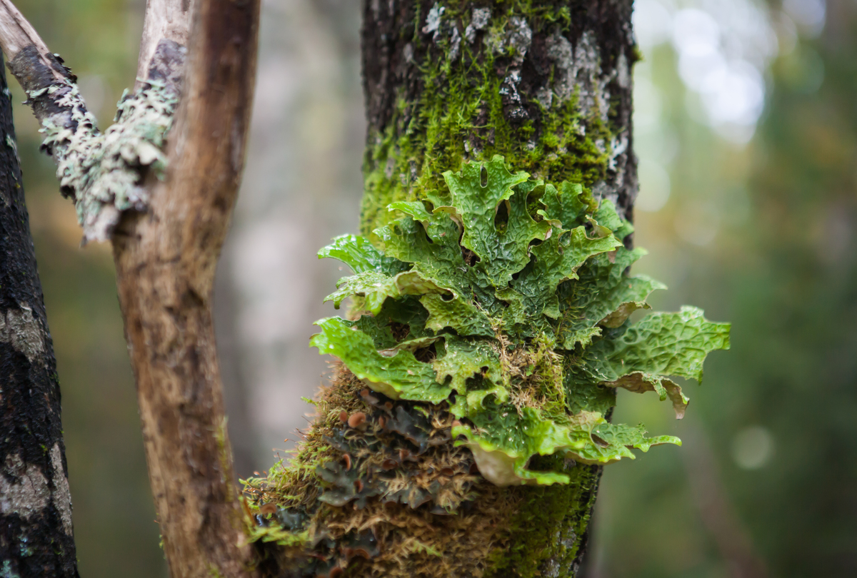 Beauty of Dvinsky Forest in Russia Arkhagelsk Region © Igor Podgorny / Greenpeace