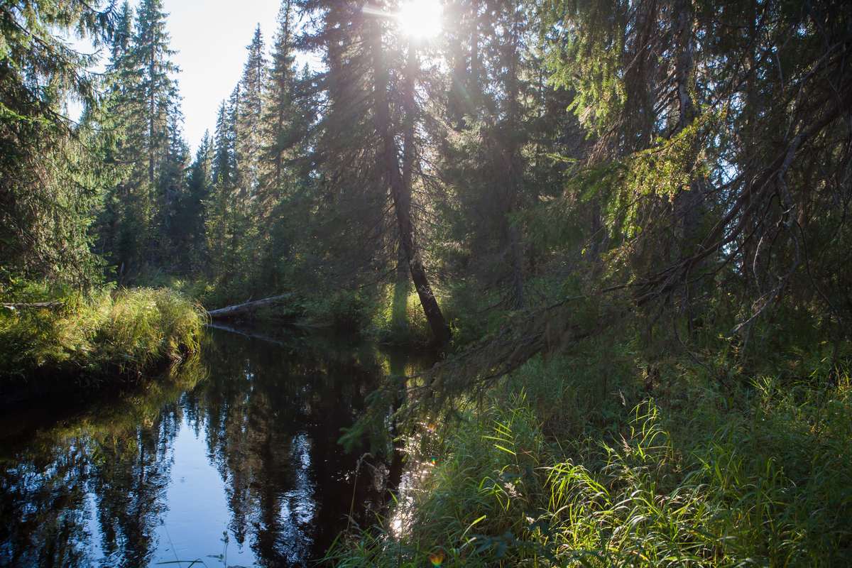 Beauty of Dvinsky Forest in Russia © Igor Podgorny / Greenpeace