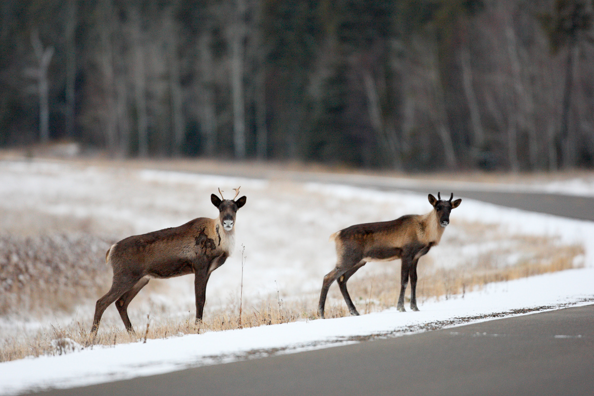 Woodland Caribou by Road in Canada © John Marriott