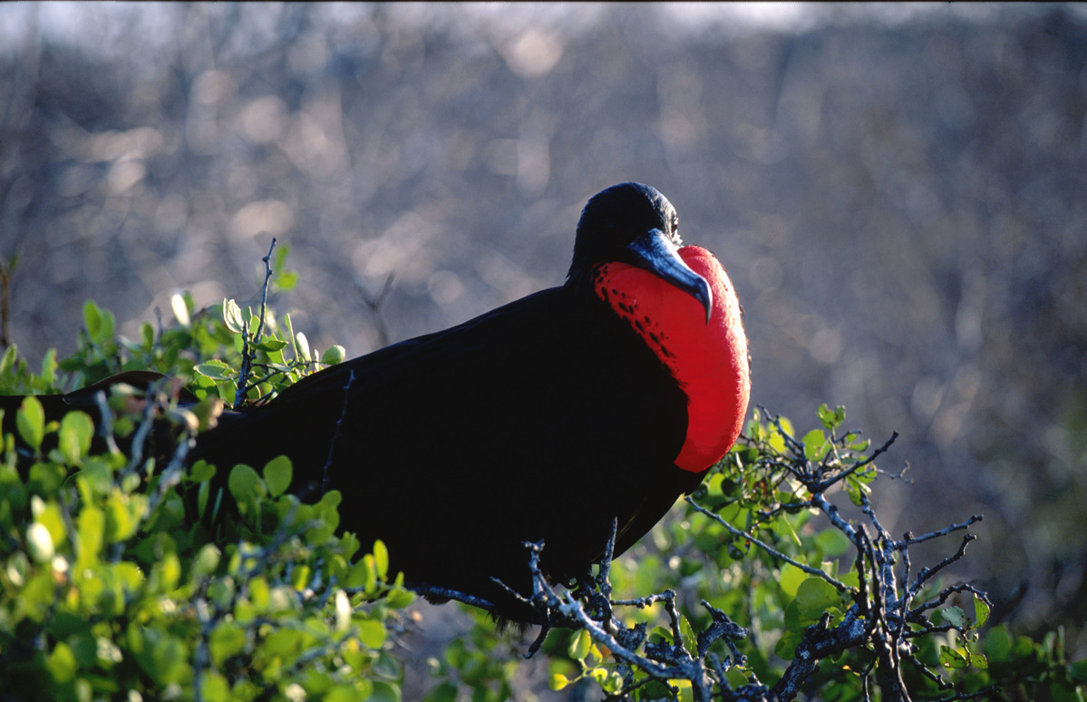Frigate Bird on Galapagos Islands © Greenpeace / Daniel Beltrá