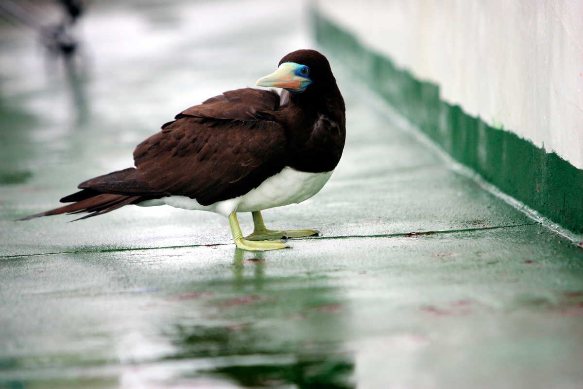 Boobie Bird onboard the Esperanza © Greenpeace / Jiri Rezac