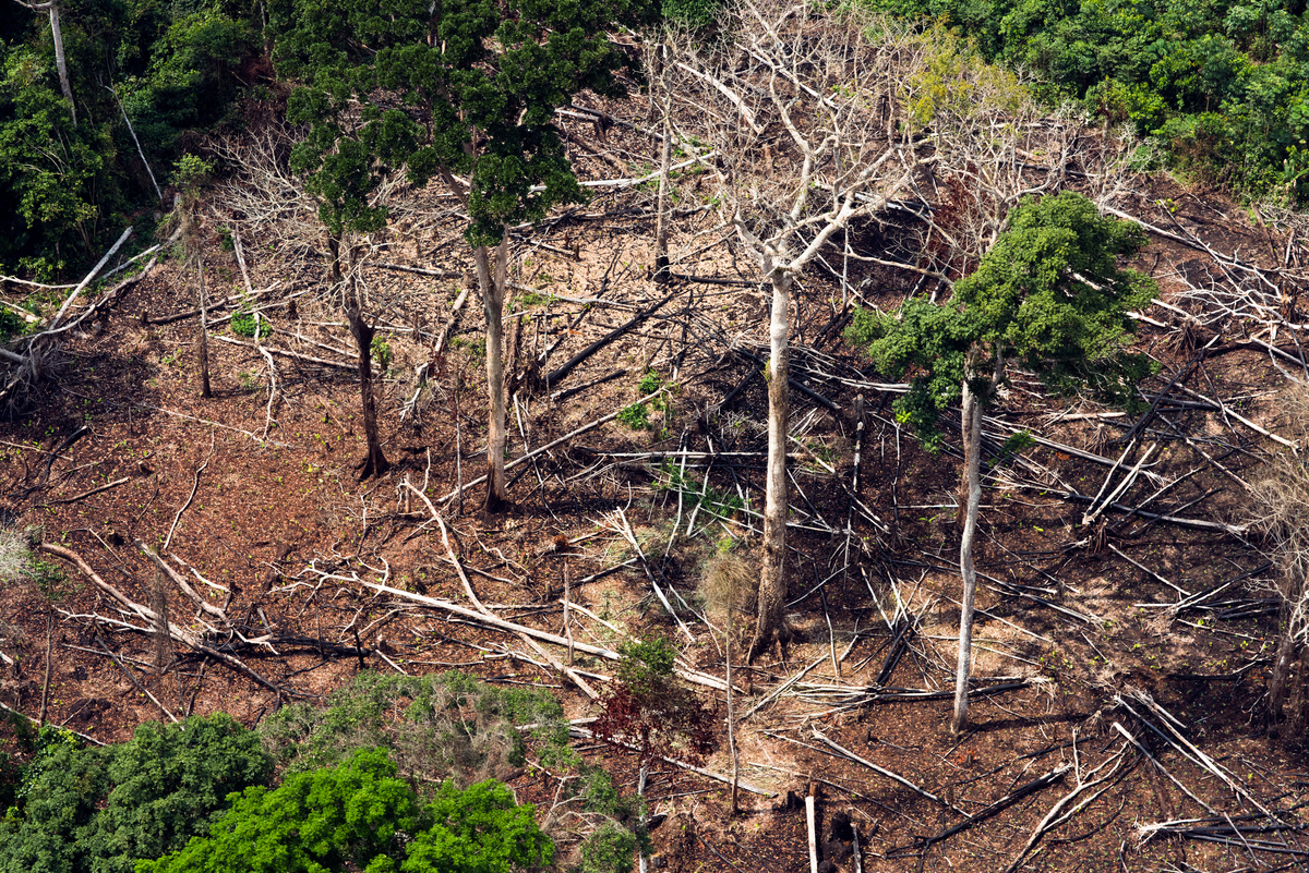 Peatland Forest in DRC © Daniel Beltrá / Greenpeace