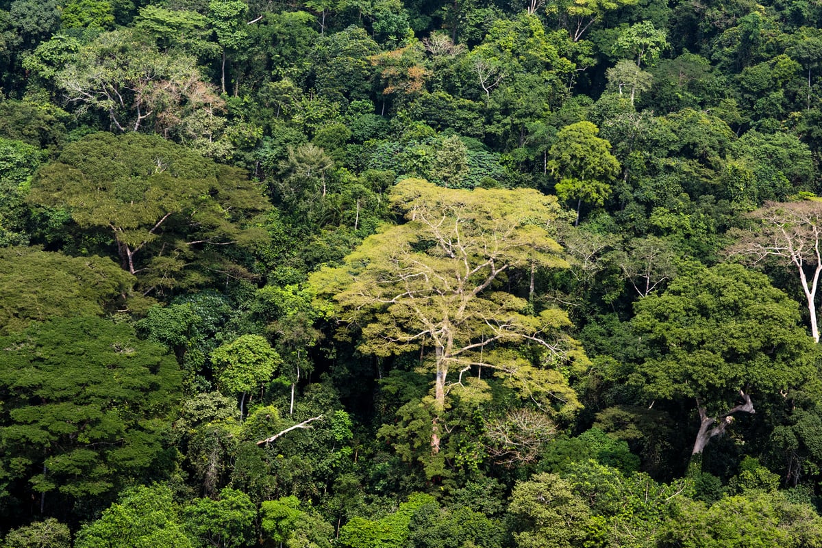 Peatland Forest in DRC © Daniel Beltrá / Greenpeace