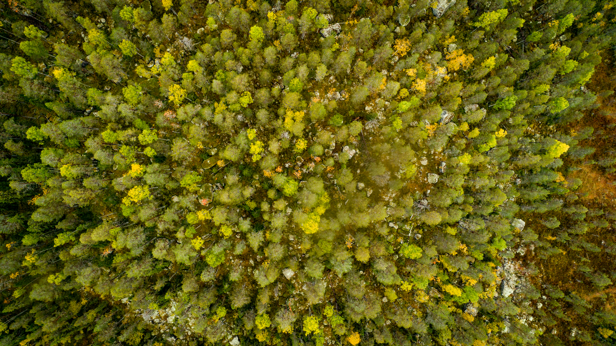 Aerial View over Forest near Lake Blecktjärnen in Sweden © Edward Beskow / Greenpeace