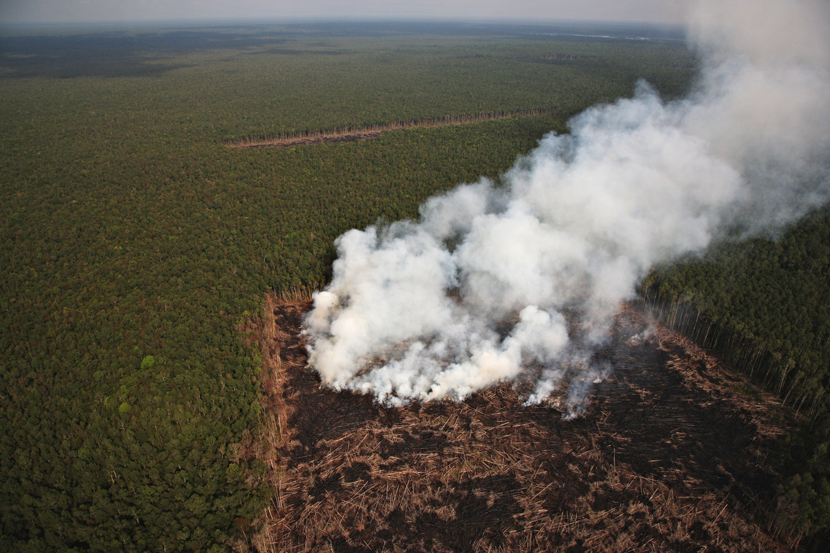 Forest Clearance in Riau © Greenpeace / John Novis