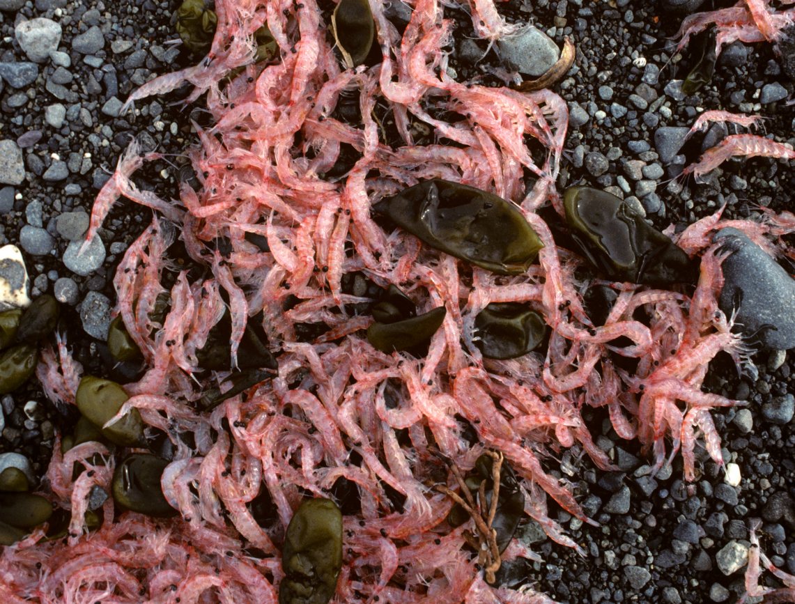 Chilean Base Teniente Marsh Krill. © Greenpeace / Robin Culley