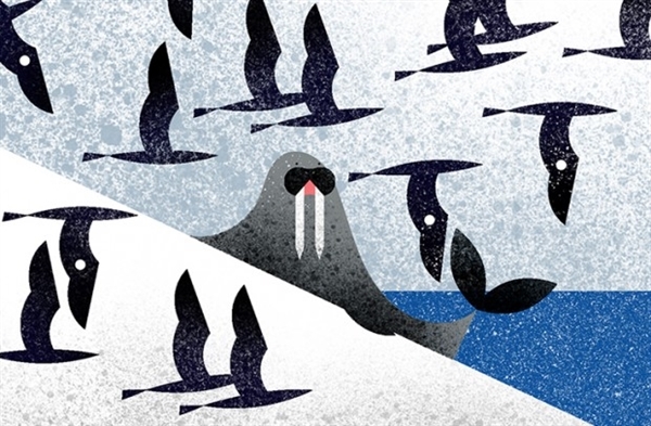 Walrus. Image Credit: Eve Lloyd Knight