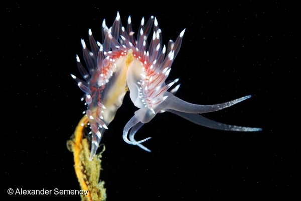 Flabellina Polaris, Arctic Ocean, 14 Jun, 2014. © Alexander Semenov