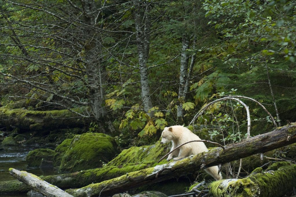 Spirit Bear in Great Bear Rainforest © Andrew Wright / www.cold-coast.com