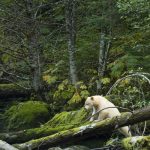 A bear climbs over a fallen tree in the Great Bear Rainforest in British Columbia, Canada