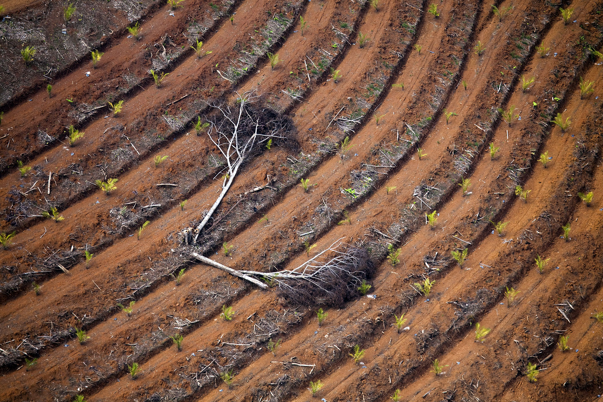 Oil Palm Plantation in Borneo © Daniel Beltrá / Greenpeace