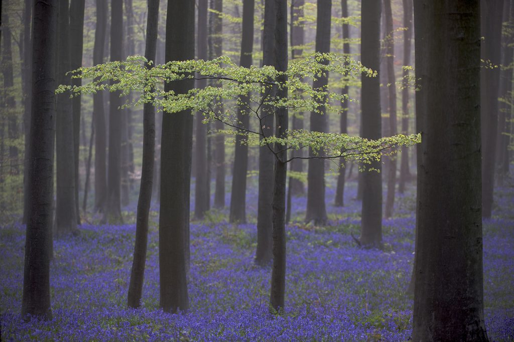 Haller Forest in Belgium © Markus Mauthe / Greenpeace