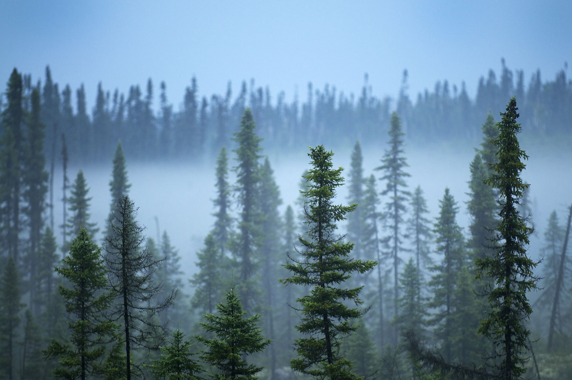 Foggy View of Broadback Forest in Canada © Greenpeace