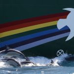 Dolphins swim alongside the Rainbow Warrior in the Cook Strait, New Zealand; very close to where Texan oil company Anadarko intends to begin prospecting later this year.