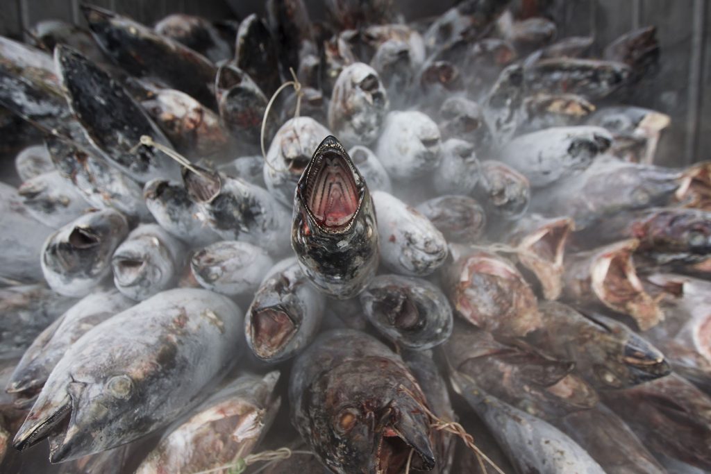 Frozen Albacore Tuna on Fishing Boat in Pacific Ocean © Paul Hilton / Greenpeace