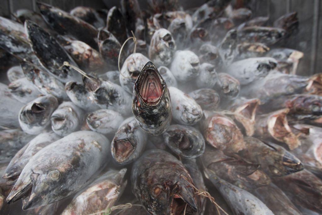 Frozen Albacore Tuna on Fishing Boat in Pacific Ocean © Paul Hilton / Greenpeace Frozen Albacore Tuna on Fishing Boat in Pacific Ocean © Paul Hilton / Greenpeace